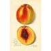 Prunus persica J - Amanda Almira Newton | Cuadro — vista de la obra
