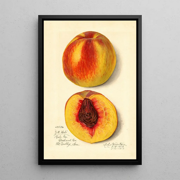 Prunus persica J - Amanda Almira Newton — framed artwork on a wall