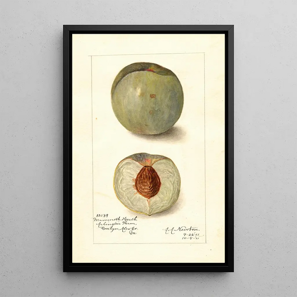 Reproduction of the painting Prunus persica Mammoth Heath - Amanda Almira Newton
