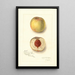 Prunus persica Sans Nom - Amanda Almira Newton | Painting — framed artwork on a wall