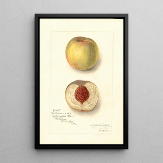 Amanda Almira Newton - Prunus persica No Name.webp