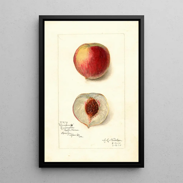 Reproduction of the painting Prunus persica Opulent - Amanda Almira Newton | Painting