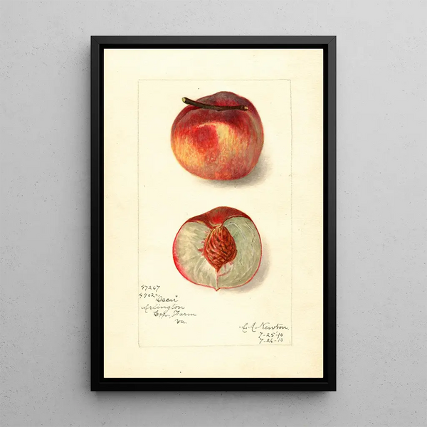 Reproduction of the painting Prunus persica Oscar - Amanda Almira Newton