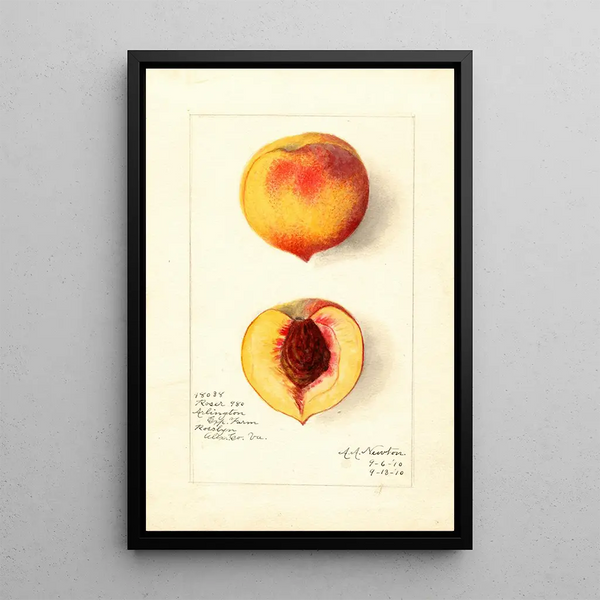 Reproduction of the painting Prunus persica Roser - Amanda Almira Newton | Painting