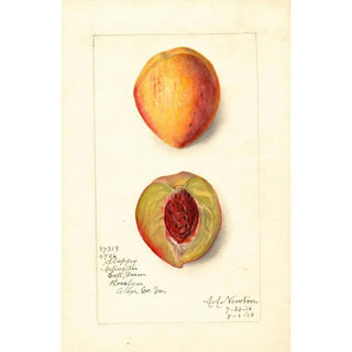 Prunus persica Slappy - Amanda Almira Newton — artwork view