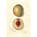 Prunus persica Southern Early - Amanda Almira Newton — vista de la obra