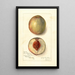 Prunus persica Southern Early - Amanda Almira Newton — cuadro enmarcado en la pared