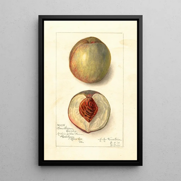 Prunus persica Southern Early - Amanda Almira Newton — framed artwork on a wall