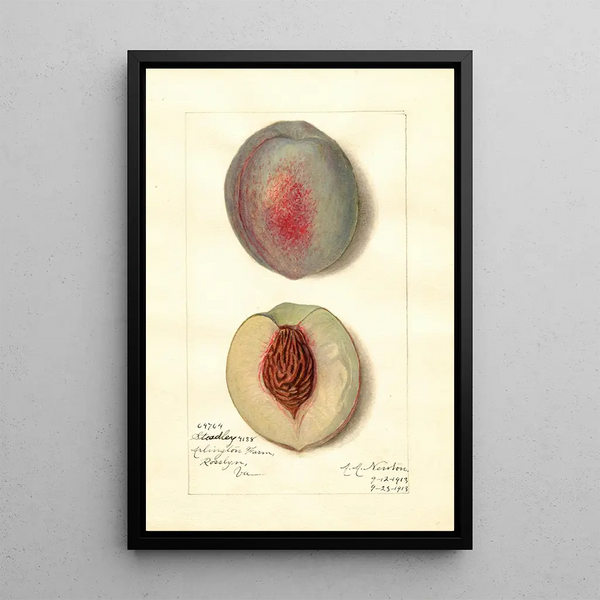 Reproduction of the painting Prunus persica Steadley - Amanda Almira Newton