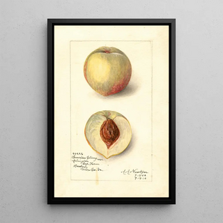 Amanda Almira Newton - Prunus persica Sunrise Cling.webp
