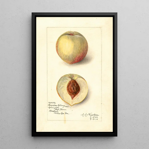 Reproduction of the painting Prunus persica Sunrise Cling - Amanda Almira Newton
