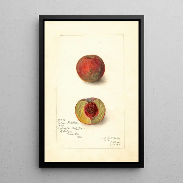 Prunus persica Yellow Rare Ripe - Amanda Almira Newton — framed artwork on a wall