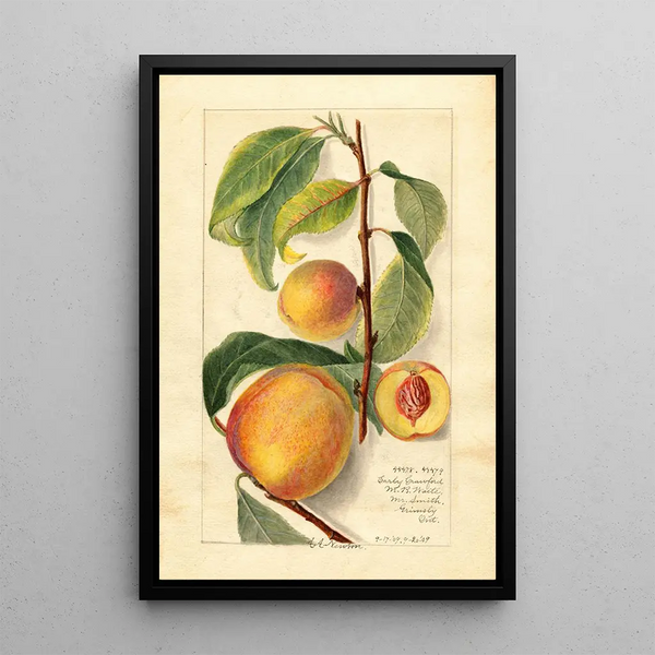 Prunus persica - Amanda Almira Newton | Painting — framed artwork on a wall