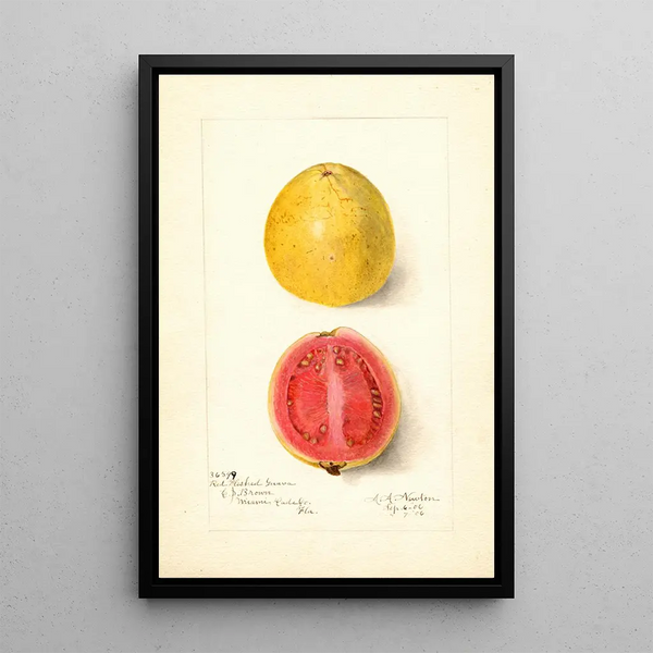 Psidium guajava Silla Roja - Amanda Almira Newton — cuadro enmarcado en la pared
