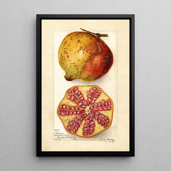 Punica granatum - Amanda Almira Newton — cuadro enmarcado en la pared