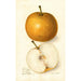 Pyrus communis Japan Golden Russet - Amanda Almira Newton — vista de la obra
