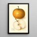 Pyrus communis Japan Golden Russet - Amanda Almira Newton — cuadro enmarcado en la pared