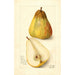 Reproducción del cuadro Pyrus communis Souvenir del Congreso - Amanda Almira Newton