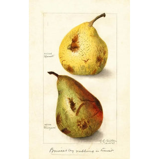Amanda Almira Newton - Pyrus communis.webp