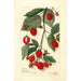 Rubus - Amanda Almira Newton — vista de la obra
