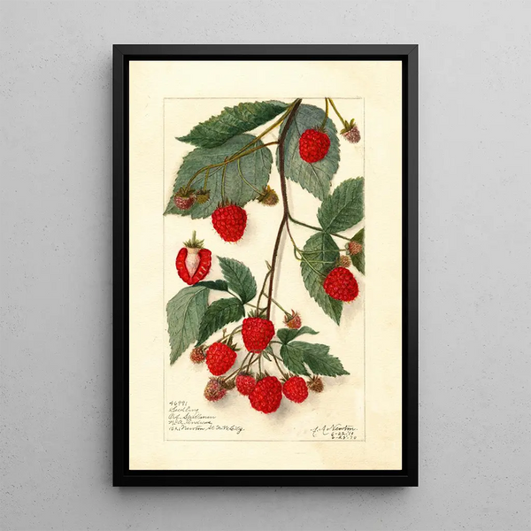 Rubus - Amanda Almira Newton — cuadro enmarcado en la pared