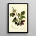Rubus Joy - Amanda Almira Newton — cuadro enmarcado en la pared