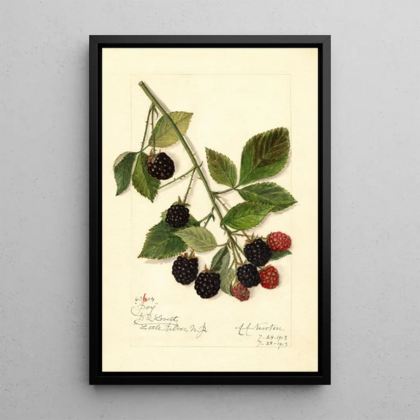 Rubus Joy - Amanda Almira Newton — cuadro enmarcado en la pared