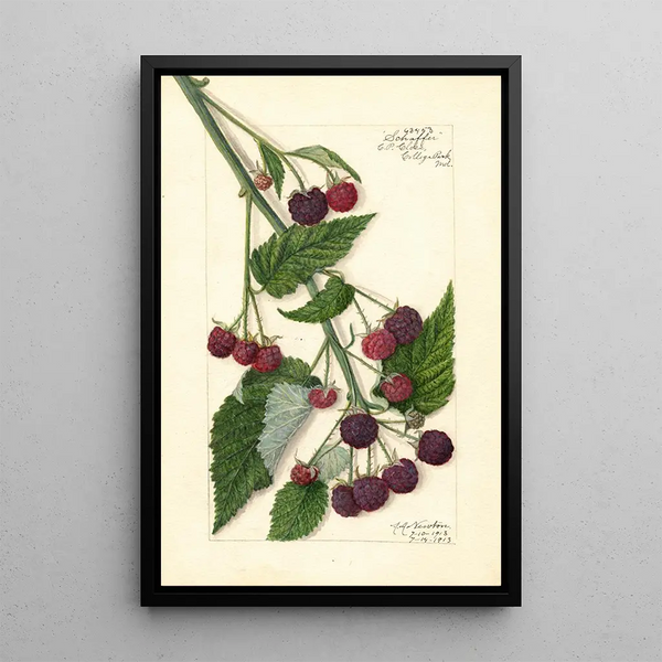 Rubus Schaffer - Amanda Almira Newton — cuadro enmarcado en la pared