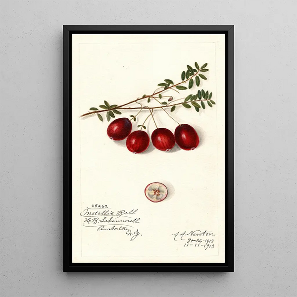 Vaccinium macrocarpon Metallic Bell - Amanda Almira Newton — cuadro enmarcado en la pared