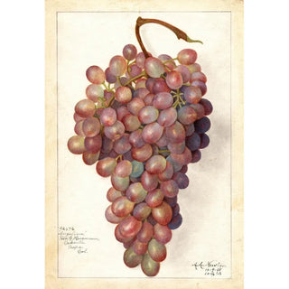 Amanda Almira Newton - Vitis Angelina.webp