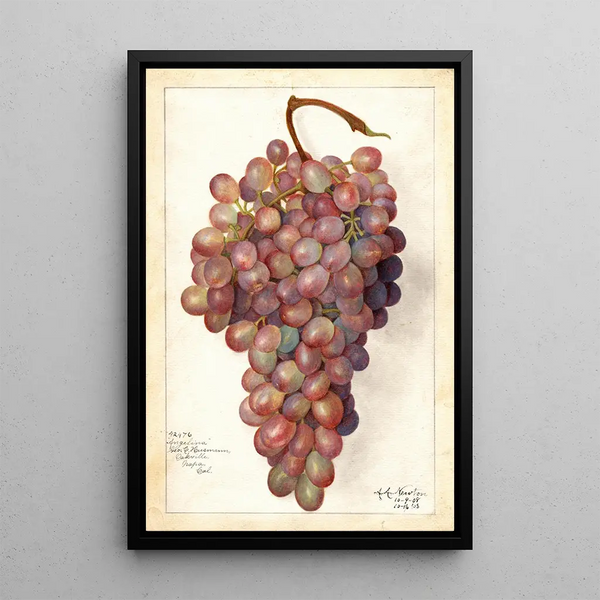 Vitis Angelina - Amanda Almira Newton — cuadro enmarcado en la pared