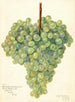 Vitis Clarette a Gruesos - Amanda Almira Newton — vista de la obra