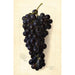 Vitis Goolabie - Amanda Almira Newton — vista de la obra