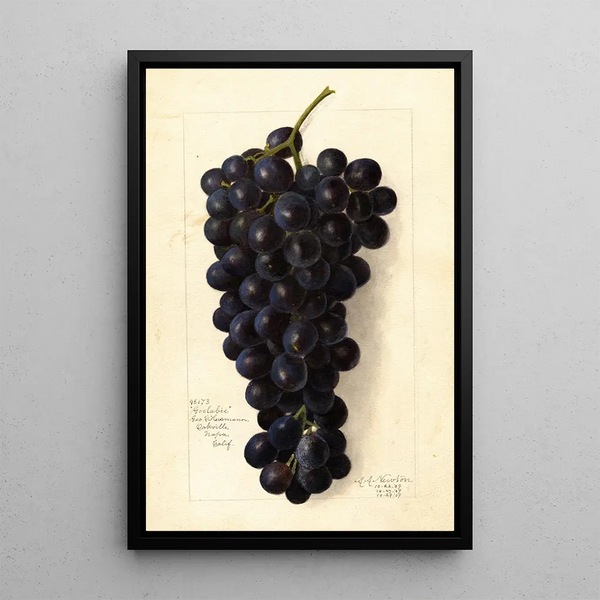 Vitis Goolabie - Amanda Almira Newton — cuadro enmarcado en la pared