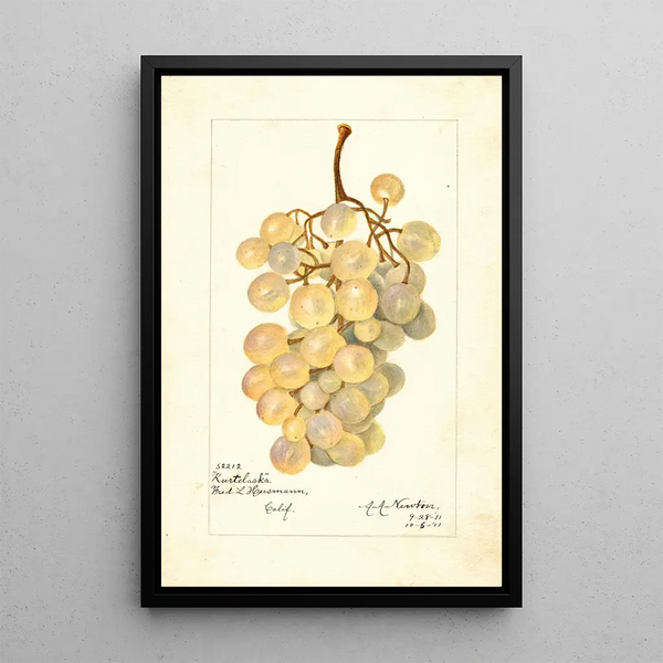 Vitis Kurtelaska - Amanda Almira Newton — cuadro enmarcado en la pared