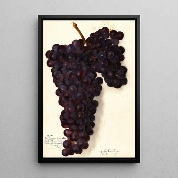 Vitis Malvasia Rosario - Amanda Almira Newton — cuadro enmarcado en la pared
