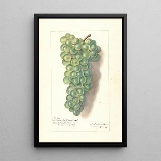 Amanda Almira Newton - Vitis Muscat St.webp