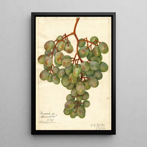 Vitis Muscat d'Alexandrie - Amanda Almira Newton — framed artwork on a wall