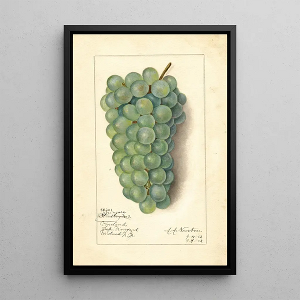 Vitis Niagara - Amanda Almira Newton — framed artwork on a wall