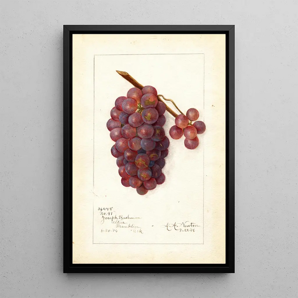 Vitis No - Amanda Almira Newton — framed artwork on a wall