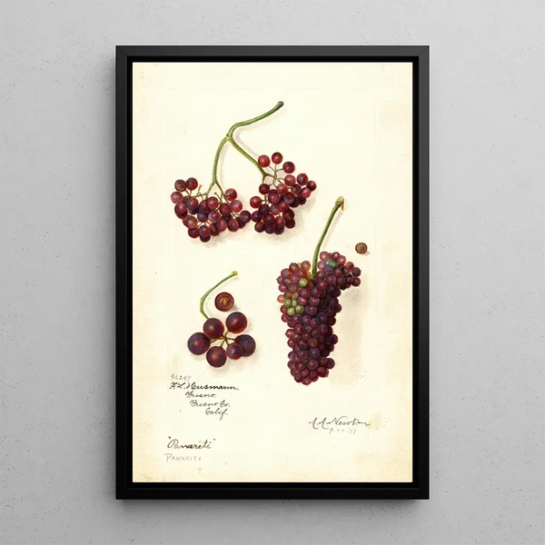 Vitis Panariti - Amanda Almira Newton — framed artwork on a wall