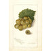 Vitis Scuppernong - Amanda Almira Newton — vista de la obra