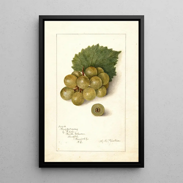 Vitis Scuppernong - Amanda Almira Newton — framed artwork on a wall