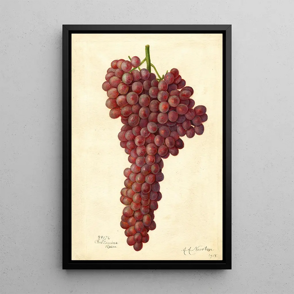 Reproduction of the painting Vitis Sultanina Rosea - Amanda Almira Newton