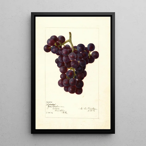 Reproduction of the painting Vitis Sunrise - Amanda Almira Newton