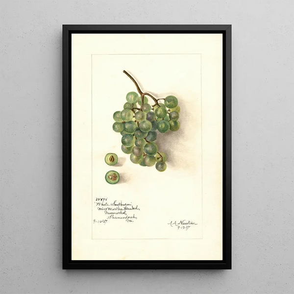 Reproduction of the painting Vitis White Southern - Amanda Almira Newton