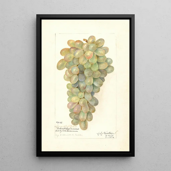 Vitis - Amanda Almira Newton — framed artwork on a wall