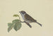 Sparrow on a plum branch sitting to the left - Ambrosius Gabler — artwork view