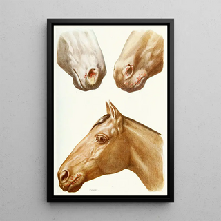 Amedeo John Engel Terzi - Stomatitis Eruptions.webp