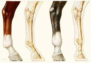 Amedeo John Engel Terzi - The Fetlock Normal And Overshot.webp